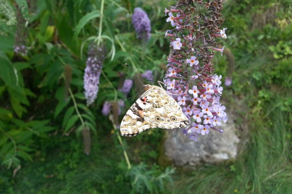 Natura Circostante - Chiusura Alare Farfalla