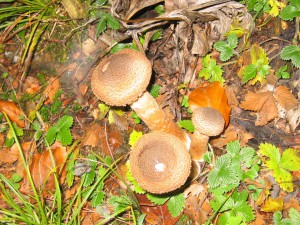 Natura Circostante - Funghi Vari