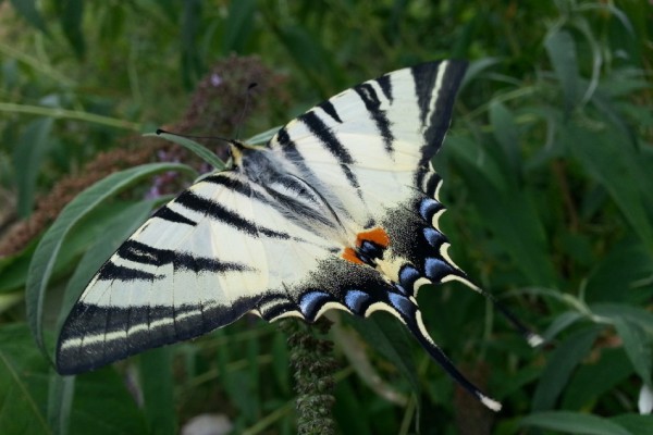 Natura Circostante - Una Rara Farfalla Alpina